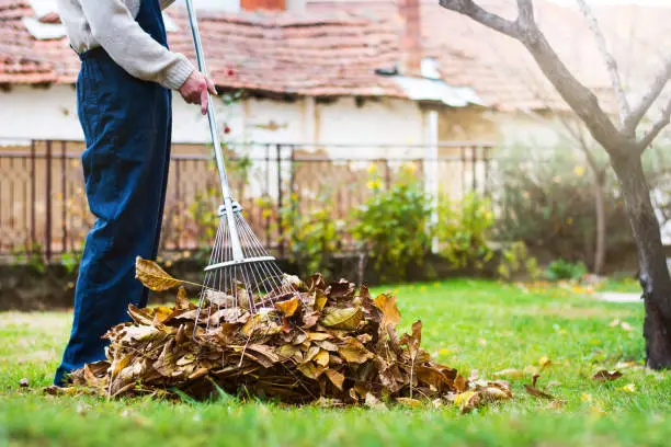 Seasonal Cleanup